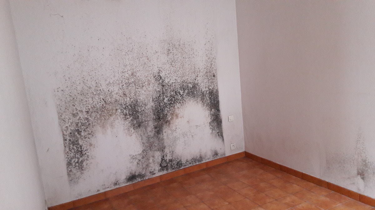 Moisissures - Expertise humidité à Aix-en-Provence